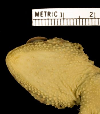 Media type: image;   Herpetology R-32950